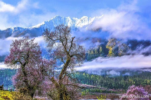 西藏桃花什么時(shí)候開(kāi)